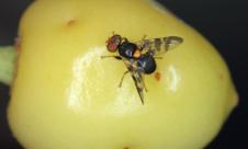 Viermele (musca) cireşelor Viermele (musca) cireşelor